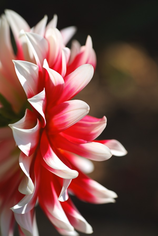 Dahlias Best Side  by Joy Watson